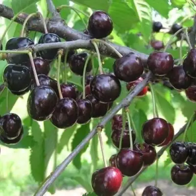 Черешня ЛЮБИМИЦА АСТАХОВА в Витебске