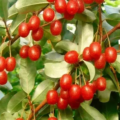 ГУМИ (ЛОХ МНОГОЦВЕТКОВЫЙ) в Витебске