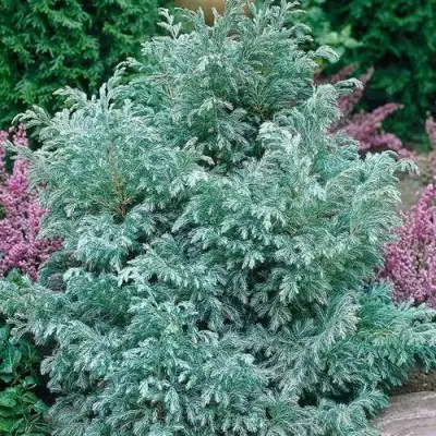 Кипарисовик БУЛЕВАРД горохоплодный в Витебске