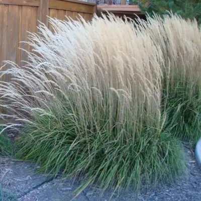 Вейник КАРЛ ФОРСТЕР остроцветковый в Витебске