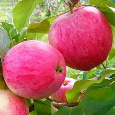 Яблоня РОЗОВЫЙ НАЛИВ в Витебске