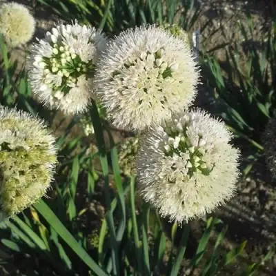 Лук слизун в Витебске