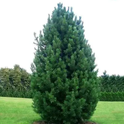 Сосна кедровая европейская в Витебске