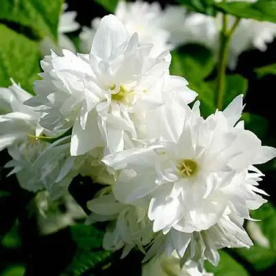 Жасмин ДАМ БЛАНШ в Витебске