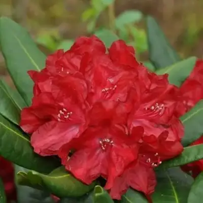 Рододендрон БУЗУКИ в Витебске