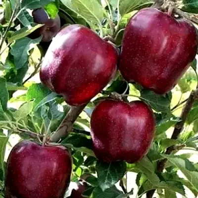 Яблоня РЕД ЧИФ в Витебске