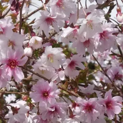 Сакура МИКИНОРИ в Витебске