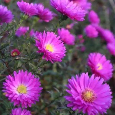 Астра КАРМИНКУППЕЛЬ в Витебске