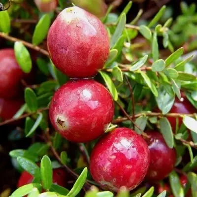 Клюква СТИВЕНС в Витебске