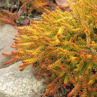 Водяника БЕРНШТЕЙН черная в Витебске