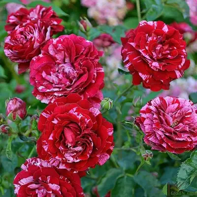 Роза ДИП ИМПРЕШН флорибунда в Витебске