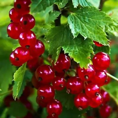 Смородина красная РОЛАН в Витебске