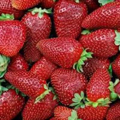 Клубника СКАЛА в Витебске