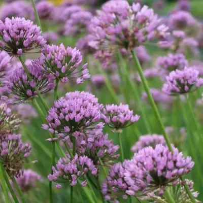 Лук угловатый в Витебске