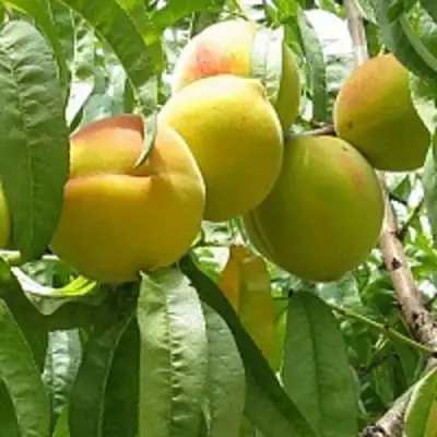 Персик СЕЯНЕЦ СТАРКА в Витебске