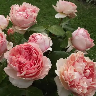 Роза ФИЛИНГ чайно-гибридная в Витебске