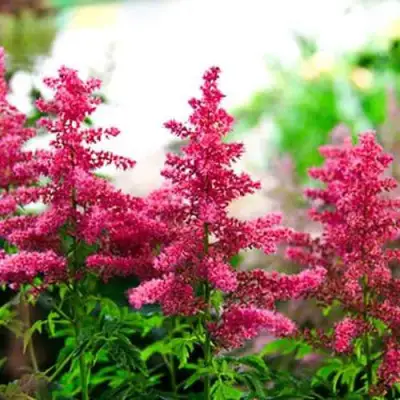 Астильба ЮНИК КАРМИН гибридная в Витебске