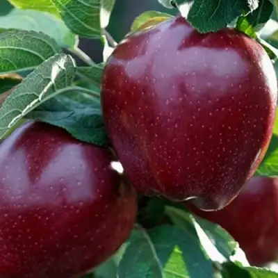 Яблоня РЕД ЧИФ в Витебске