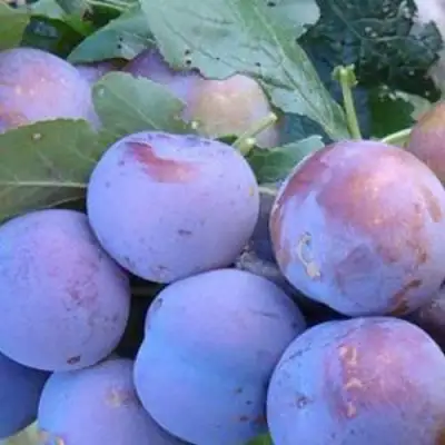 Слива НАГРАДА НЕМАНСКАЯ в Витебске