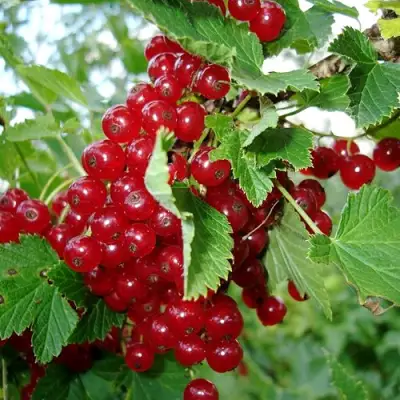 Смородина красная ГОЛЛАНДСКАЯ КРАСНАЯ в Витебске