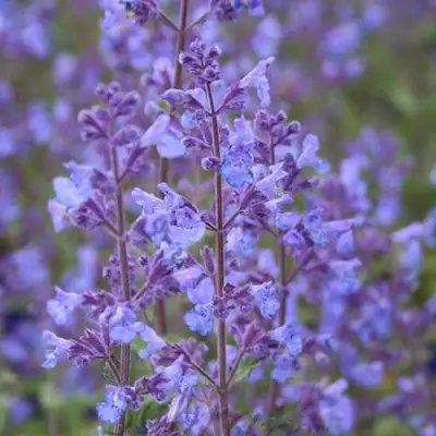 Котовник КИТ КЭТ фассена в Витебске