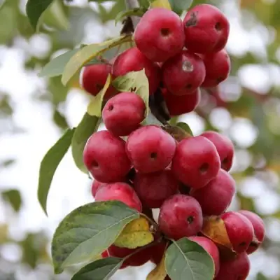 Яблоня РЕД ОБЕЛИСК колонновидная в Витебске