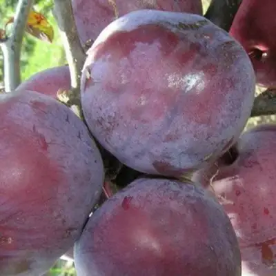 Слива ПАННА в Витебске