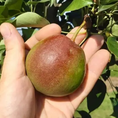 Груша КУПАЛА в Витебске