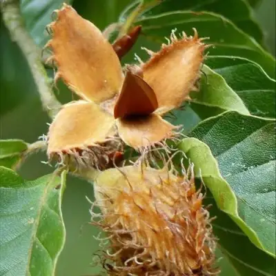 Бук обыкновенный в Витебске