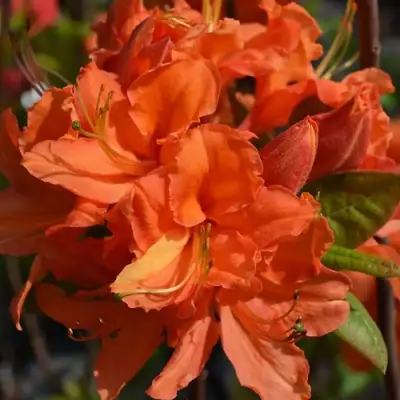 Азалия МАНДАРИН ЛАЙТС листопадная в Витебске