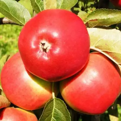 Яблоня СЯБРЫНА в Витебске