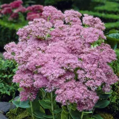 Очиток (седум) БРИЛЛИАНТ в Витебске