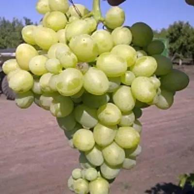 Виноград АРКАДИЯ в Витебске