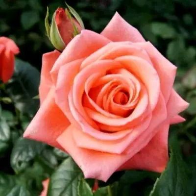 Роза ВАУ чайно-гибридная в Витебске