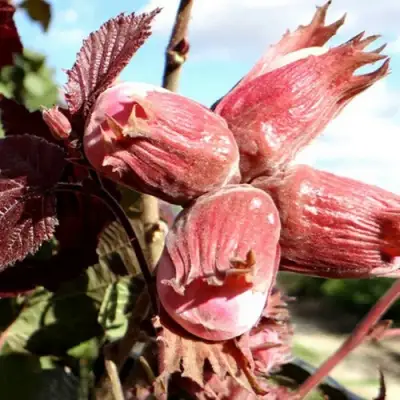 Фундук АЛЫЙ ПАРУС в Витебске