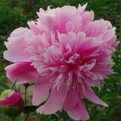 Пион ГОЛУБАЯ ХРИЗАНТЕМА травянистый в Витебске