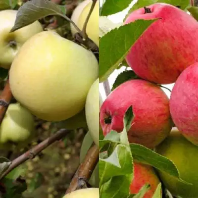 Комплект ЯБЛОЧНЫЙ ТАНДЕМ в Витебске