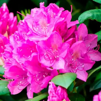 Азалия ПУРПУРТРАУМ японская в Витебске