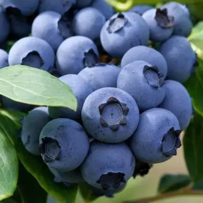 Голубика СПАРТАН в Витебске