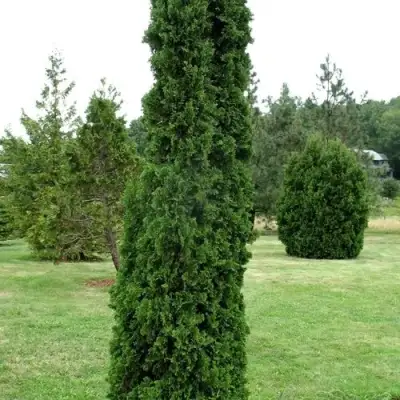 Туя ДЕГРУТ СПАЙР западная в Витебске