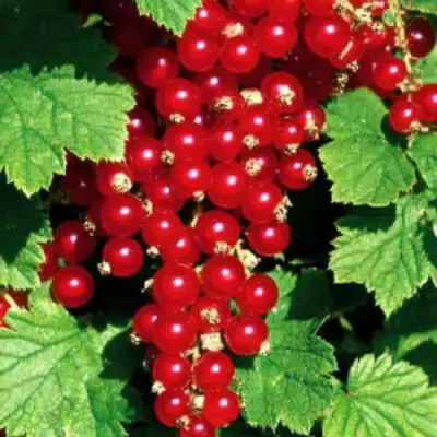 Смородина красная РЕД ЛЕЙК в Витебске