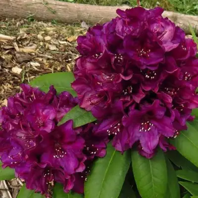 Рододендрон ПОЛАРНАХТ в Витебске