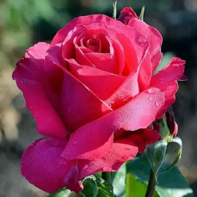 Роза ВИЕН РОУЗ чайно-гибридная в Витебске