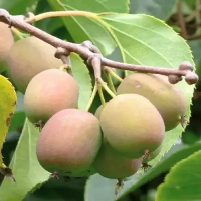 Актинидия ГИБРИДНАЯ КОЛБАСИНОЙ в Витебске