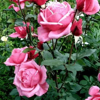 Роза ЭЙФЕЛЕВА БАШНЯ чайно-гибридная в Витебске