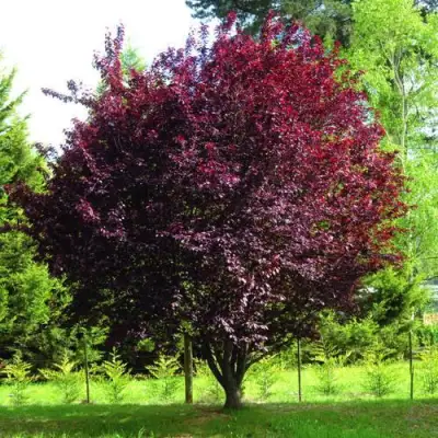 Слива НИГРА растопыреная в Витебске