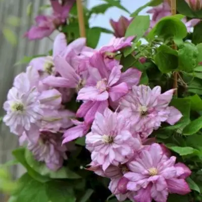 Клематис ИННОСЕНТ ГЛАНС в Витебске