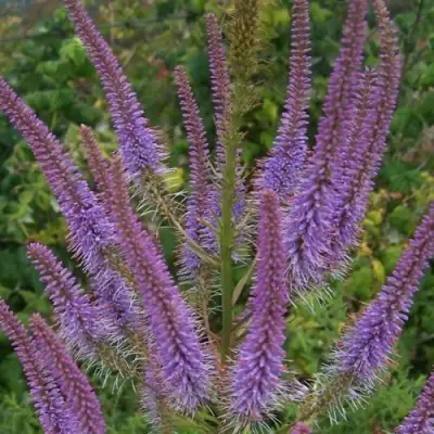 Вероникаструм ФАСЦИНЕЙШН в Витебске