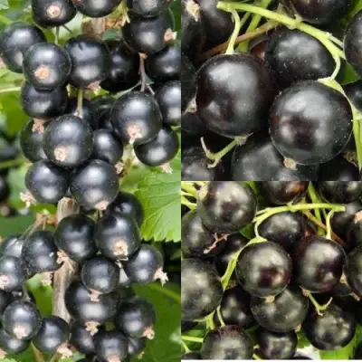 Комплект ЧЕРНАЯ СИЛА в Витебске