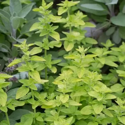 Душица ТАМБЛС ВАРИЕТИ обыкновенная в Витебске